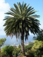 /album/fotogaleria-plantas-y-reforestacion/palamaphoenix-canariensis-jpg/